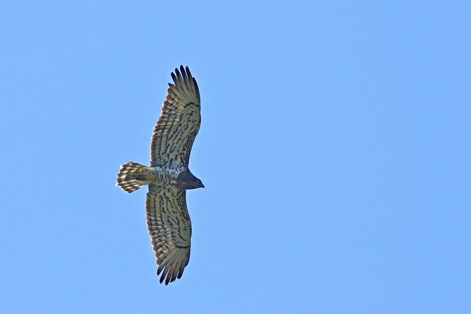 Biancone (Circaetus gallicus )